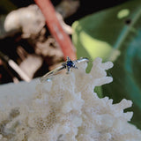 Anelli SeaLife - cavalluccio e stellina