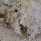 Anelli SeaLife - cavalluccio e stellina