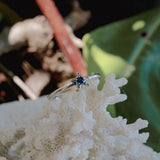 Anelli SeaLife - cavalluccio e stellina